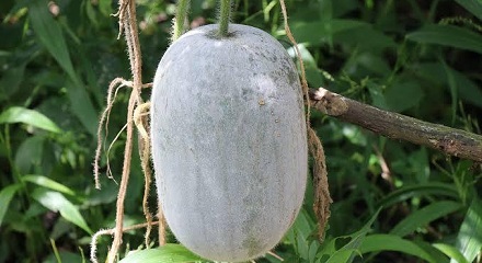 冬瓜为什么叫「冬瓜」呢？