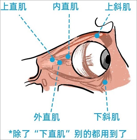 经常「翻白眼」能保护眼睛?