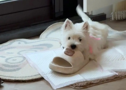 狗为什么总是叼走主人的拖鞋?