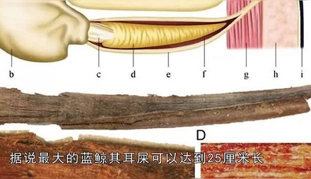 「鲸」的年龄是如何测定的?