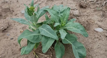 「青出于蓝而胜于蓝」的「蓝」是什么植物?