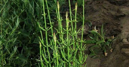 问荆草生长的地方是有黄金吗?