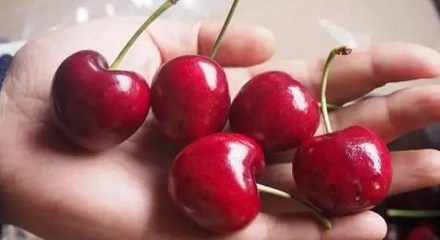 樱桃吃多了会中毒吗?