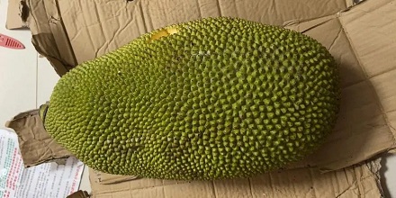 世界上哪一种水果最大？