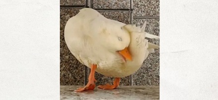 为什么下雨时,鸭子就在雨中傻站着一动不动?