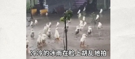 为什么下雨时,鸭子就在雨中傻站着一动不动?