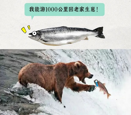 淡水鱼被江河冲入大海后去哪了?还能活吗?