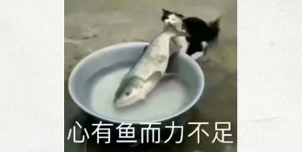 淡水鱼被江河冲入大海后去哪了?还能活吗?