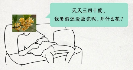 桂花往年都是中秋开,为啥今年国庆了还不开?