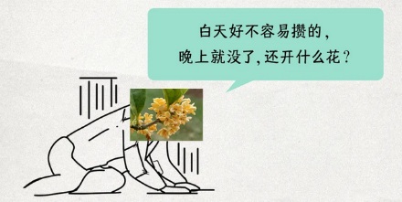 桂花往年都是中秋开,为啥今年国庆了还不开?