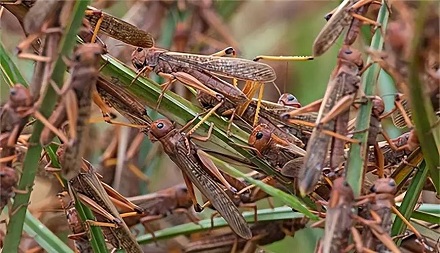蝗虫如何聚群成灾?臭味相投!