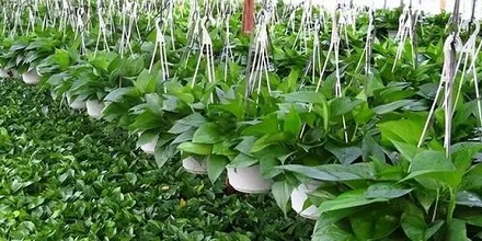 家里养的绿萝为什么不开花?