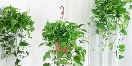 家里养的绿萝为什么不开花?