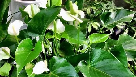 家里养的绿萝为什么不开花?