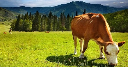 牛只吃草,不吃蛋白质和脂肪,为啥还能一身腱子肉?