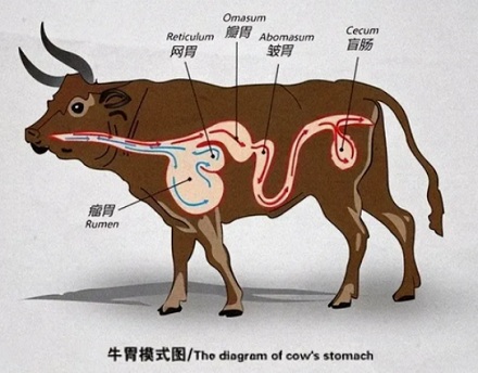 牛只吃草,不吃蛋白质和脂肪,为啥还能一身腱子肉?