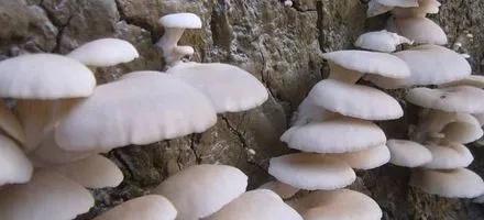 平菇居然会吃肉?!