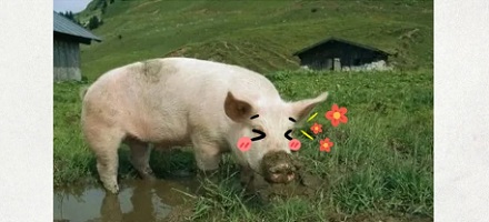 为啥不能在水泥地上养猪?