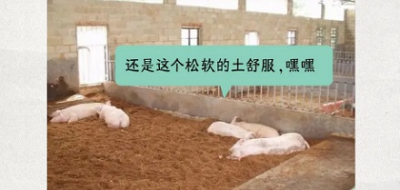 为啥不能在水泥地上养猪?