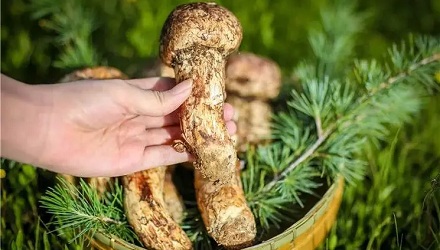 松茸与松树有关系吗?