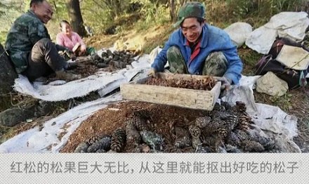 为什么随处可见的松树,结不出好吃的松子?