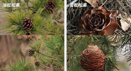 为什么随处可见的松树,结不出好吃的松子?