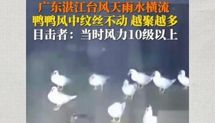 为啥鸭子在台风里一动不动,却根本不会被吹飞?