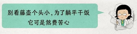 为啥藤壶寄生在鲸鱼身上,不寄生在鲨鱼身上?