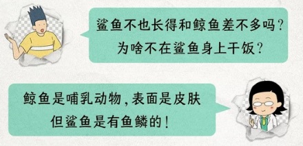 为啥藤壶寄生在鲸鱼身上,不寄生在鲨鱼身上?