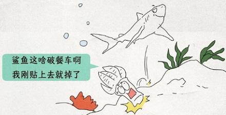 为啥藤壶寄生在鲸鱼身上,不寄生在鲨鱼身上?