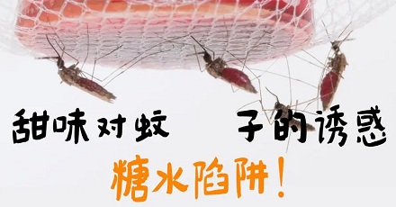 糖水真的可以驱蚊吗?