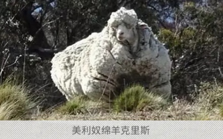 为啥给羊剃毛的时候它们乖乖躺下任人摆布?