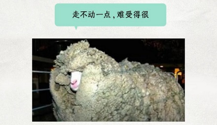 为啥给羊剃毛的时候它们乖乖躺下任人摆布?
