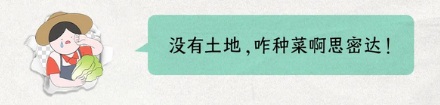韩国为啥要紧急进口中国大白菜?