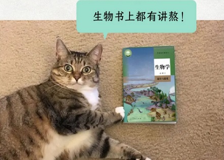为什么说骡子怀孕必死无疑?