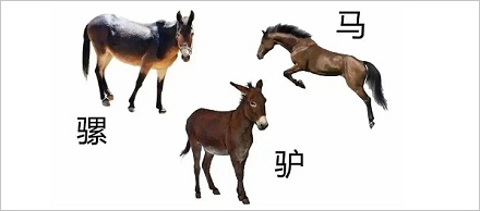 为什么说骡子怀孕必死无疑?