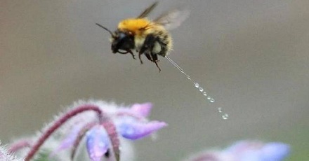 蜜蜂是如何拉屎撒尿的?