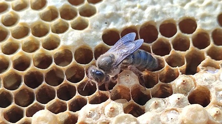 蜜蜂是如何拉屎撒尿的?
