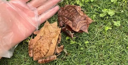 小心,你捡到的「枯叶」可能是一只蛙!