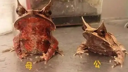 小心,你捡到的「枯叶」可能是一只蛙!
