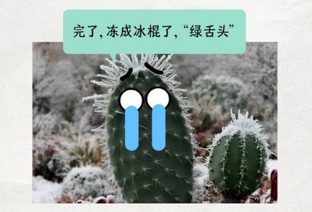 塔克拉玛干沙漠为啥长不出仙人掌?