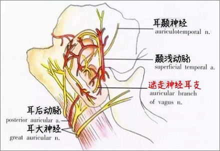 掏耳朵就想咳嗽,是什么病吗?