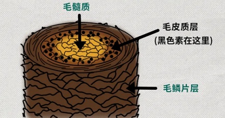 为什么染发的尽头一定是黄色?