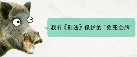 为什么今年「野猪」这么泛滥?