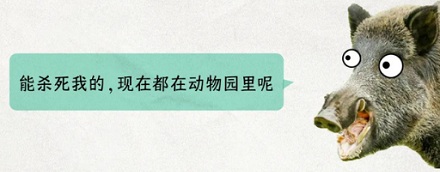 为什么今年「野猪」这么泛滥?