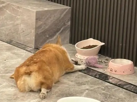 吃饱了就困是什么原因?「晕碳」到底是啥?