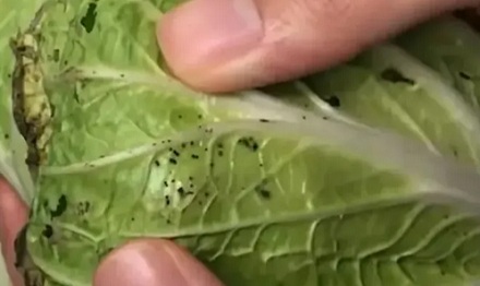大白菜上洗不掉的「黑点」到底是什么?能吃吗?