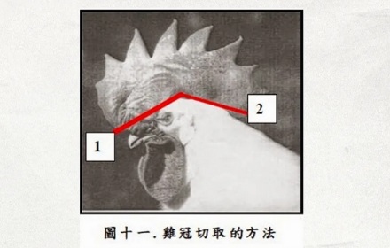 超市里的烤鸡,为什么都是「无头鸡」?