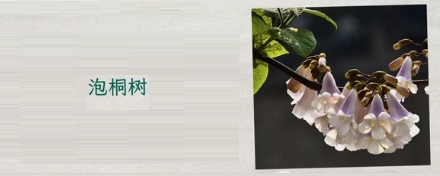 满大街都是法国梧桐,为什么看不见中国梧桐了?