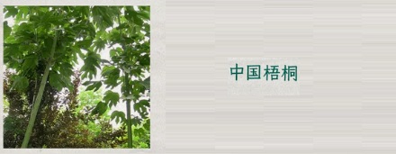满大街都是法国梧桐,为什么看不见中国梧桐了?